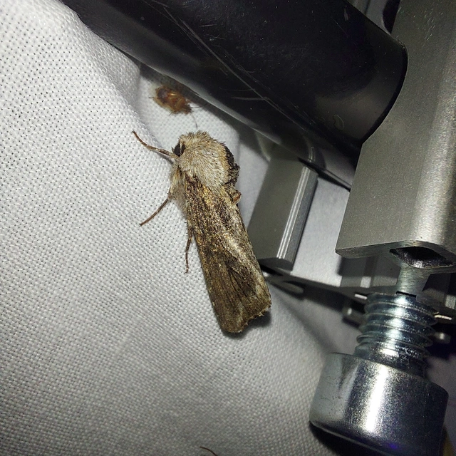 Egira conspicillaris - változékony szürkebagoly