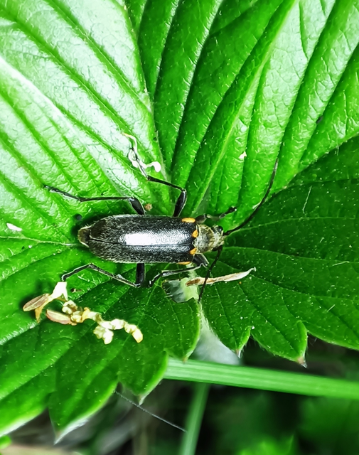 Cortodera humeralis - négyfoltos cserjecincér