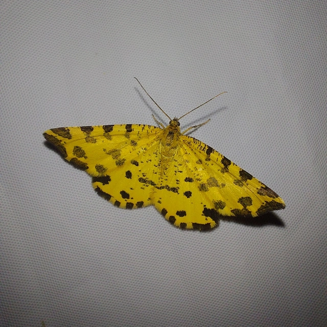 Pseudopanthera macularia - párducfoltos araszoló