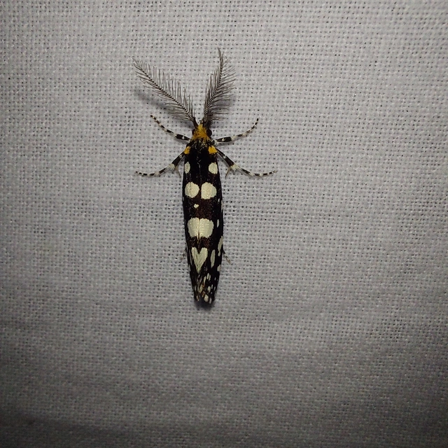 Euplocamus anthracinalis - fésűscsápú korhadékmoly