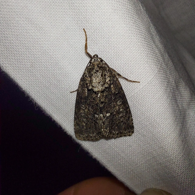 Acronicta rumicis - sóska-szigonyosbagoly