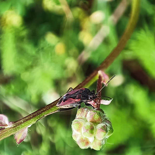 Rhyparochromus phoeniceus - gyepi díszesbodobács