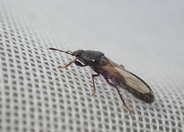 Dimorphopterus spinolae - közönséges karcsúbodobács