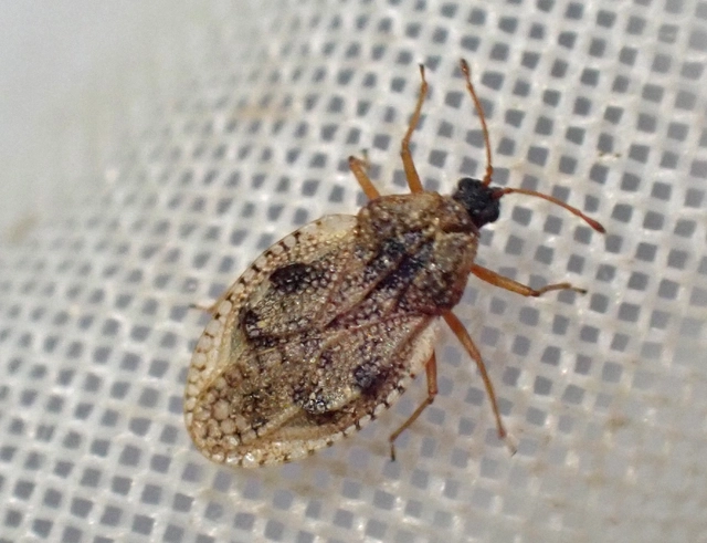 Dictyla humuli - tüdőfű-csipkéspoloska