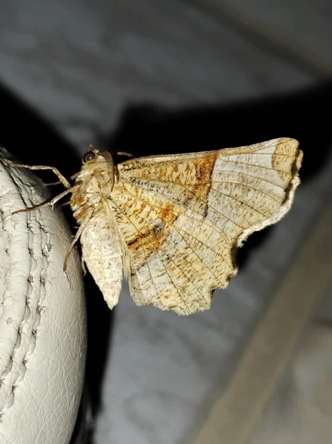 Selenia lunularia - egyfoltos holdasaraszoló