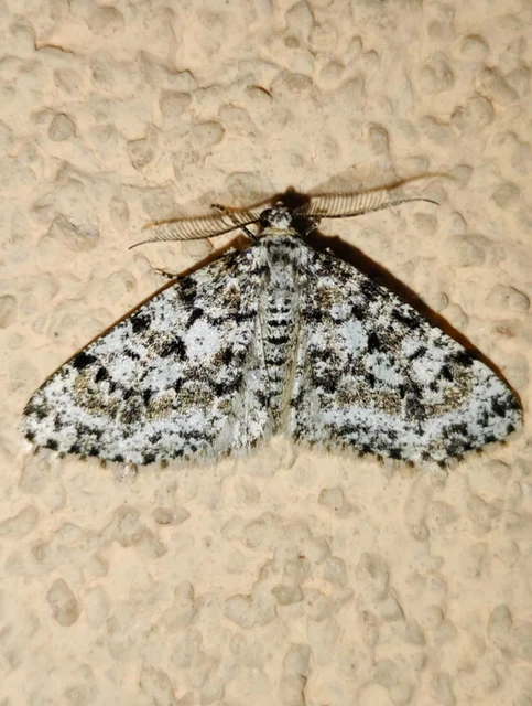 Fagivorina arenaria - bükkfaaraszoló