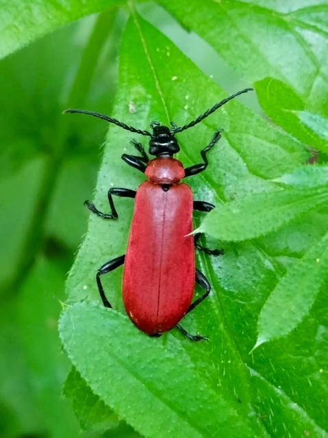 Pyrochroa coccinea - nagy bíborbogár