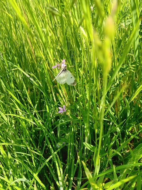 Anthocharis cardamines - hajnalpírlepke