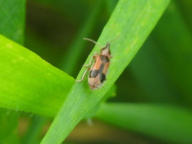 Notoxus monoceros - sárgahasú nyakszarvúbogár