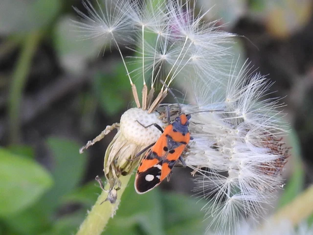 Lygaeus equestris/simulans