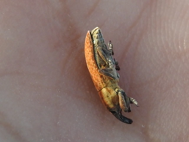 Lixus brevipes - vaskosorrú dudvabarkó