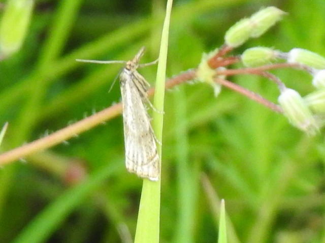 Thisanotia chrysonuchella - tavaszi fűgyökérmoly