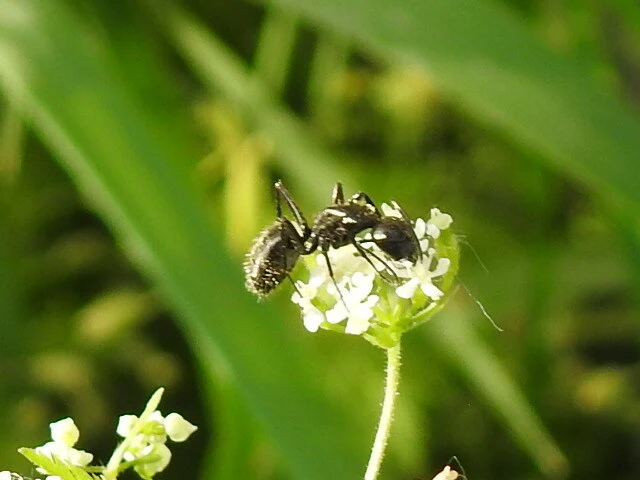 Camponotus vagus - fekete lóhangya