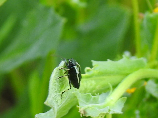 Eurydema oleracea - paréjpoloska Eurydema oleracea - paréjpoloska