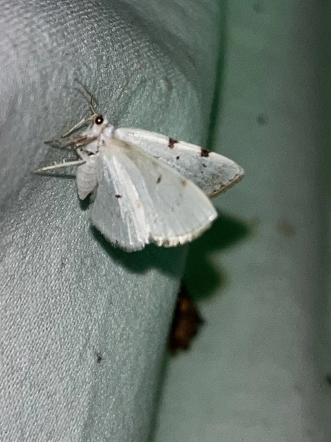 Lomographa bimaculata - kétpontos fehéraraszoló