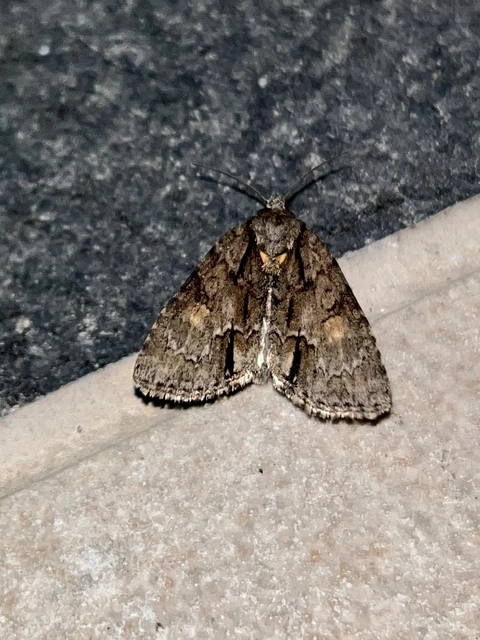 Acronicta strigosa - kis szigonyosbagoly