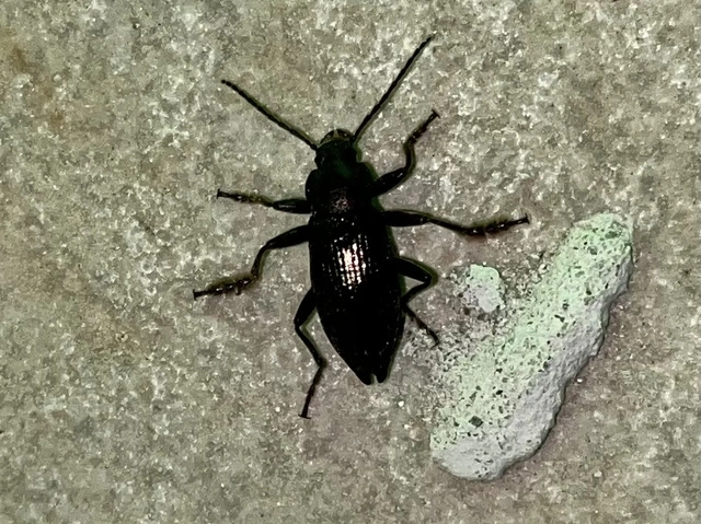 Stenomax aeneus - bronzos gyászbogár