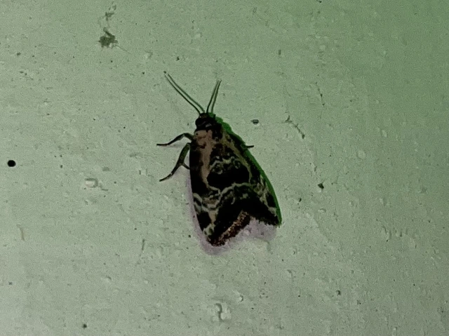 Hapalotis venustula - rózsaszínű mázasbagoly