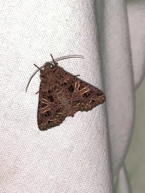 Sideridis rivularis - vörhenyes szegfűbagoly