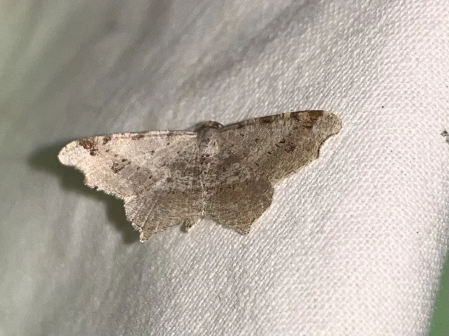Macaria alternata - közönséges szürkearaszoló