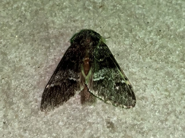 Drymonia dodonea - bélyeges púposszövő