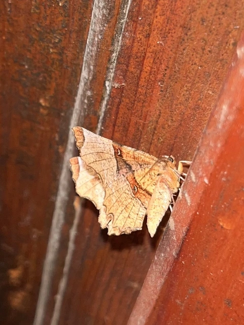 Selenia lunularia - egyfoltos holdasaraszoló