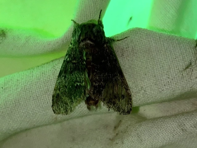 Drymonia ruficornis - cserfa-púposszövő