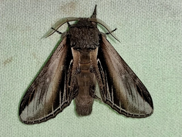 Pheosia tremula - nyárfa-púposszövő