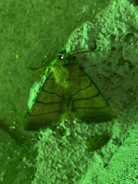 Charanyca trigrammica - háromsávos lombbagoly