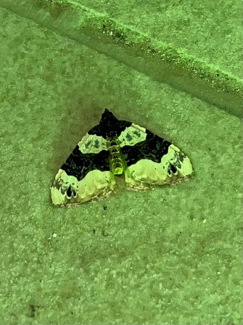 Cosmorhoe ocellata - szemes galajaraszoló