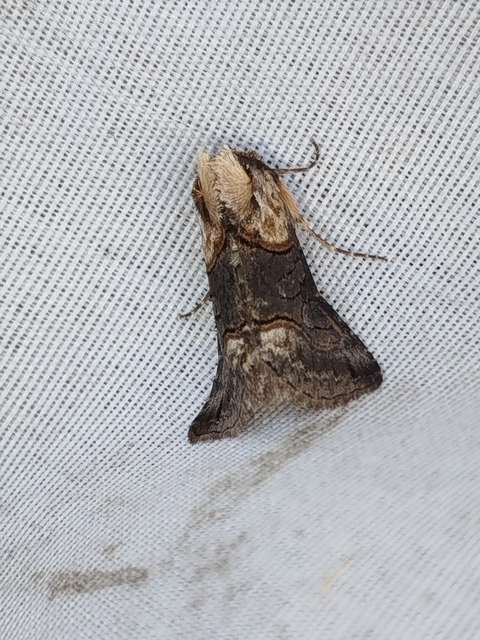 Abrostola asclepiadis - barnaövű csalánbagoly