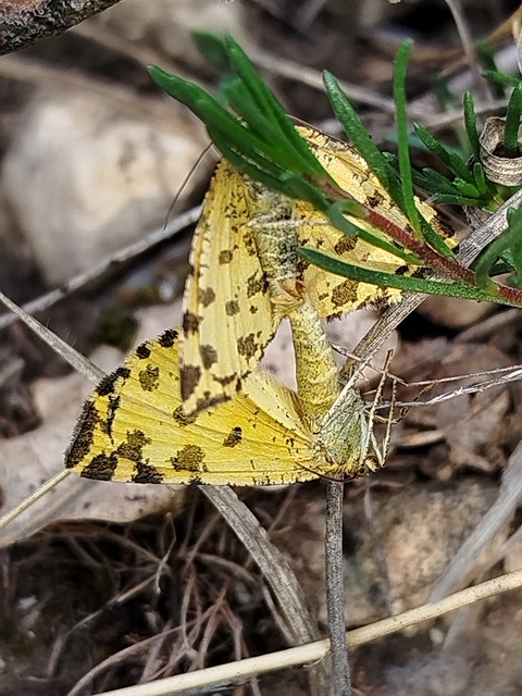 Pseudopanthera macularia - párducfoltos araszoló