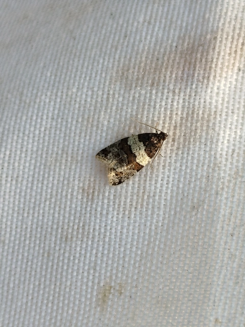 Isotrias hybridana - cifra sodrómoly