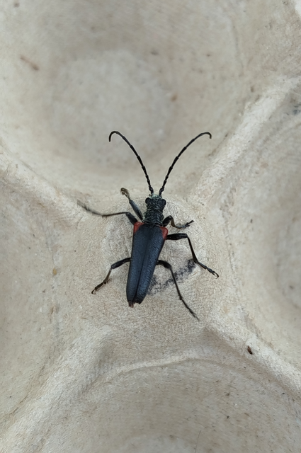 Stenocorus quercus - tölgy-gyökércincér