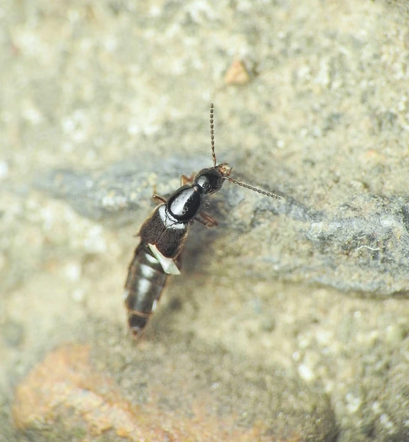 Philonthus quisquiliarius - zöldfényű ganajholyva
