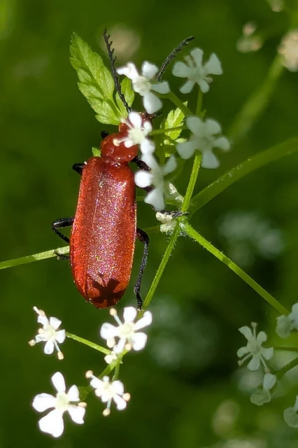 Pyrochroa serraticornis - közép-bíborbogár