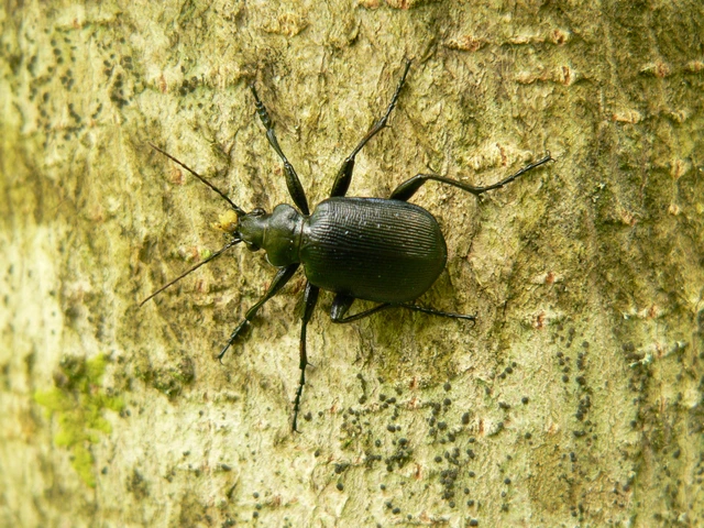 Calosoma inquisitor - kis bábrabló