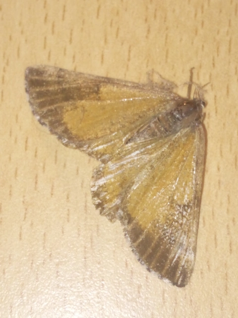 Bupalus piniaria - fenyőaraszoló