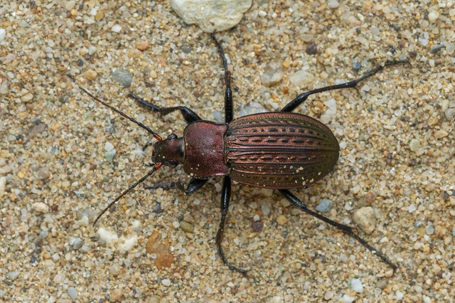 Carabus cancellatus - ragyás futrinka