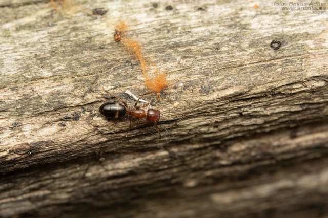 Colobopsis truncata - kapushangya