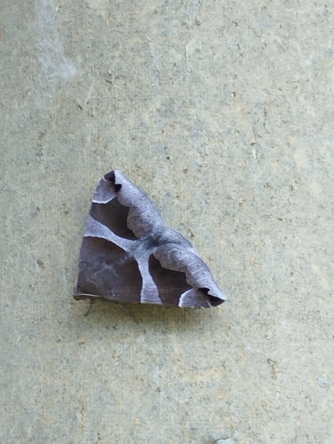 Dysgonia algira - déli porcelánbagoly