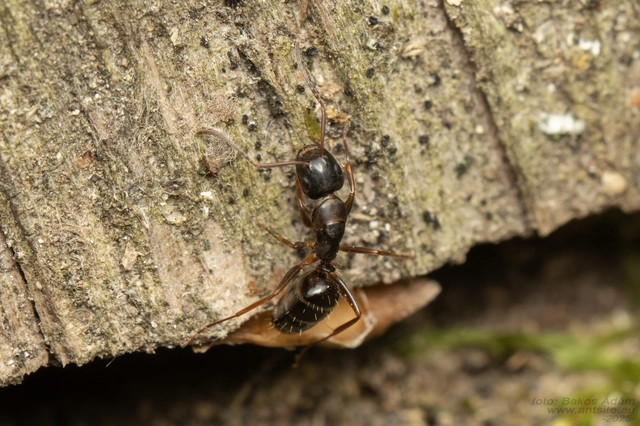 Camponotus fallax - ligeti lóhangya
