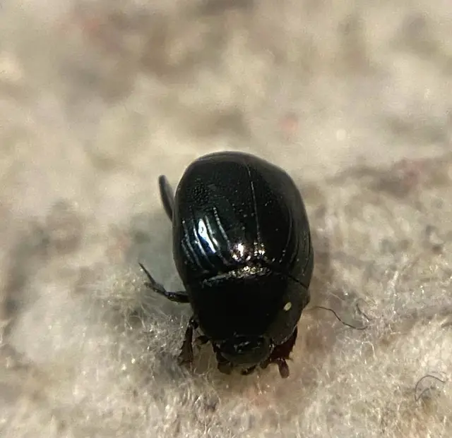 Gnathoncus buyssoni - Buysson-fészeksutabogár Gnathoncus buyssoni - Buysson-fészeksutabogár