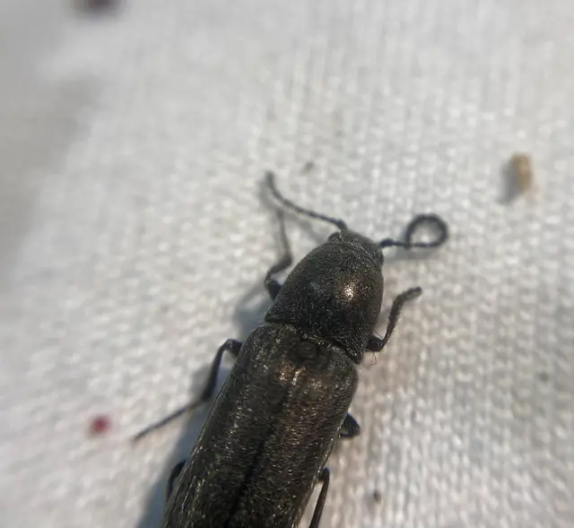 Cidnopus ruzenae - fémfekete pattanó