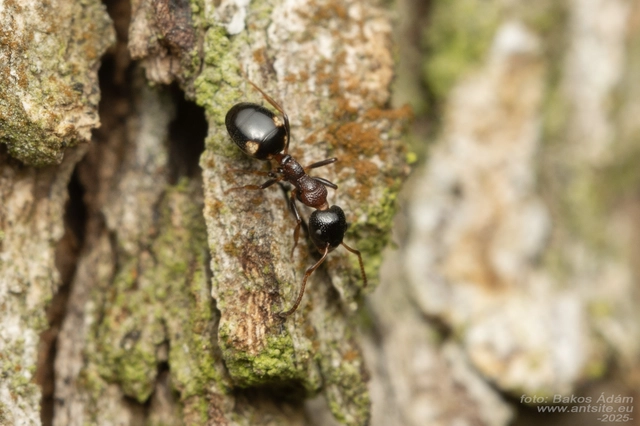 Dolichoderus quadripunctatus - négypettyes erdeihangya
