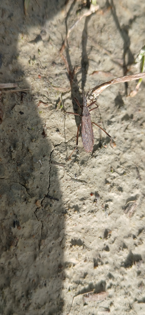 Pygolampis bidentata - karcsú rablópoloska