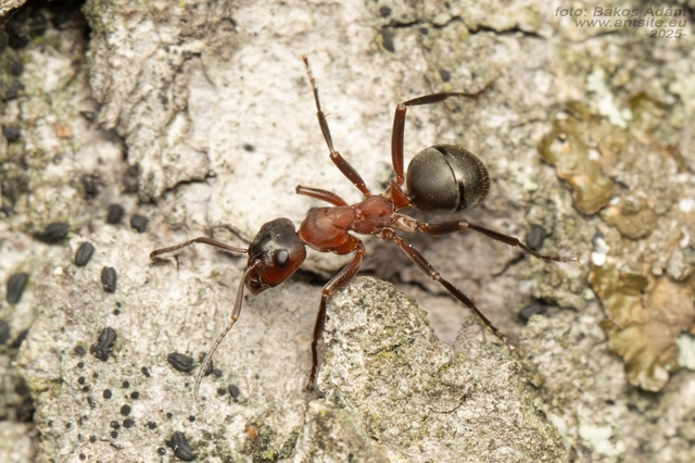 Formica sanguinea - vérvörös rablóhangya
