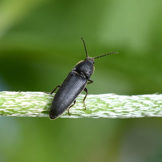 Melanotus