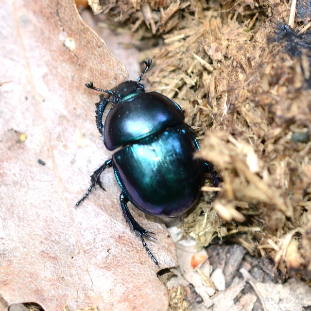 Trypocopris vernalis - tavaszi álganéjtúró