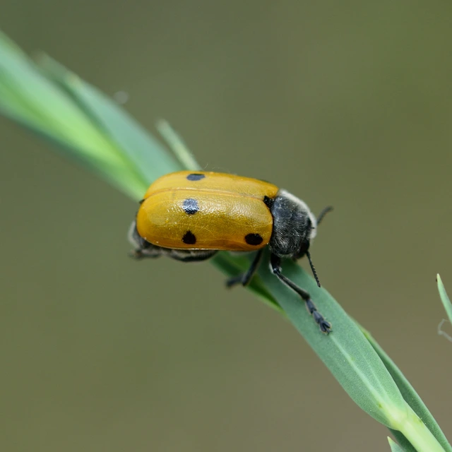 Lachnaia sexpunctata - szőrösnyakú zsákhordóbogár